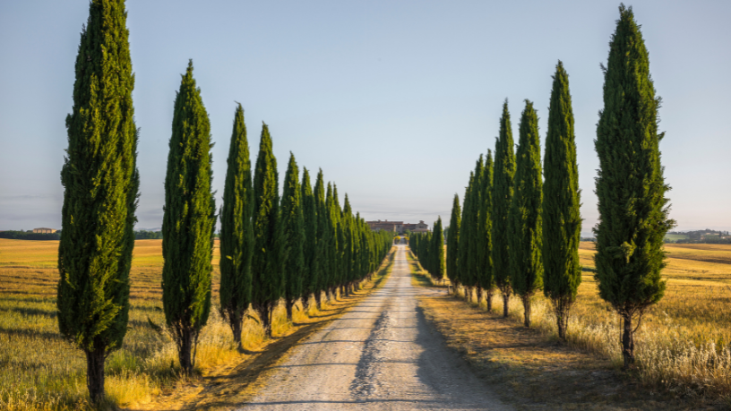 Entre paisagens encantadoras e gastronomia inesquecível, Alberto Toshio Murakami explica o que faz da Toscana um dos lugares mais completos da Itália.
