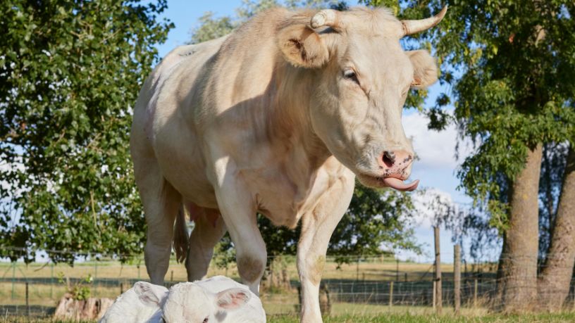 Guilherme Silva Ribeiro Campos